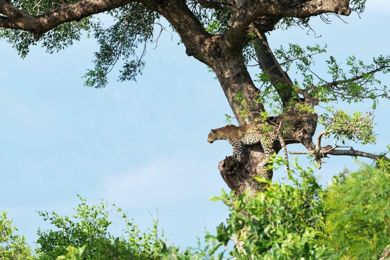 Leopard on safari